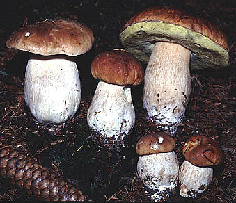 c�pes.jpg (10202 bytes)